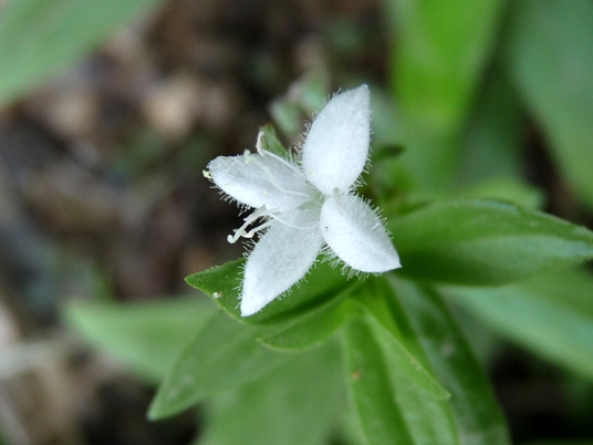 {Diodia virginiana}